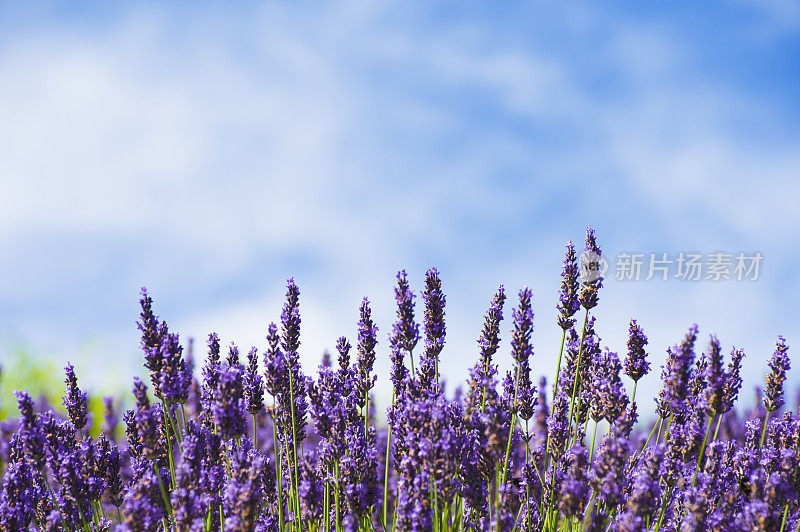 蔚蓝的天空映衬着薰衣草