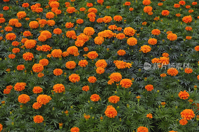 橙色万寿菊鲜花