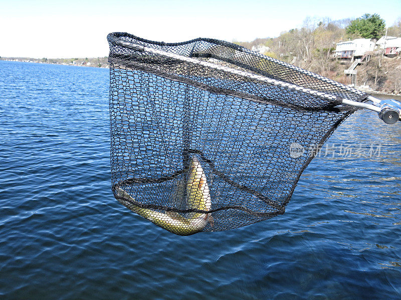 用渔网捕获梭鱼，萨拉托加湖，纽约