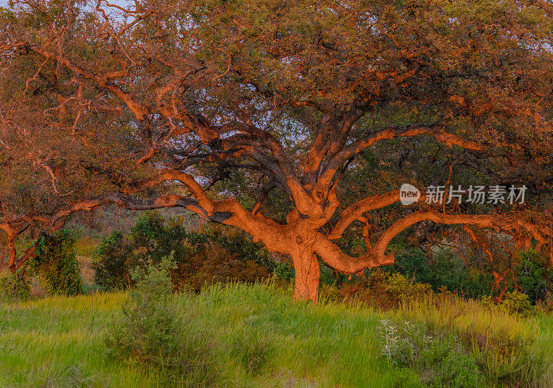 加州橡树在圣地亚哥县的夕阳下闪闪发光