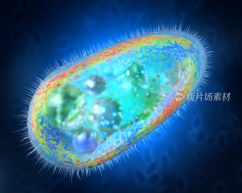 透明和彩色的原生动物或单细胞生物的3D插图