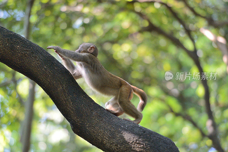 在树林里玩小猴子