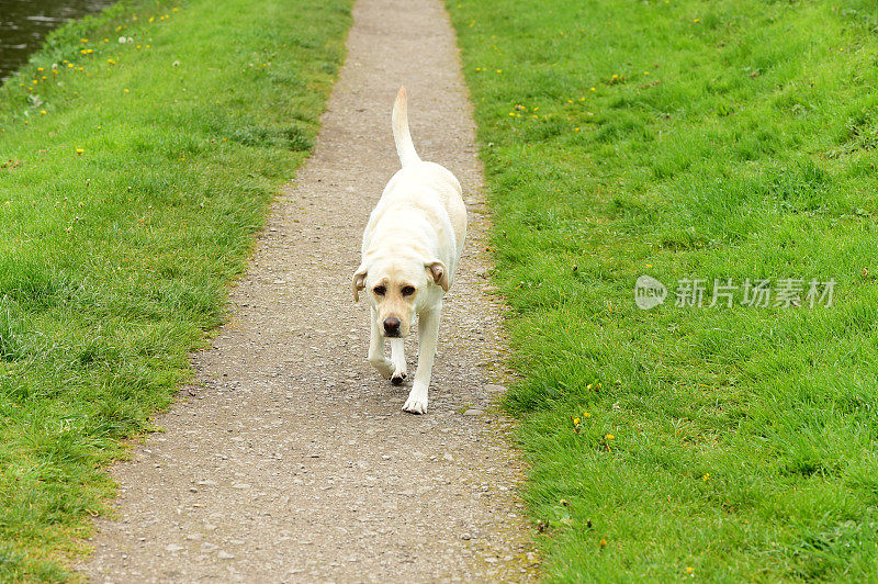 英国乡间的拉布拉多寻回犬