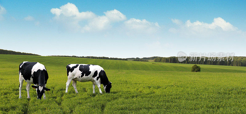 奶牛在夏天的农场里吃草。