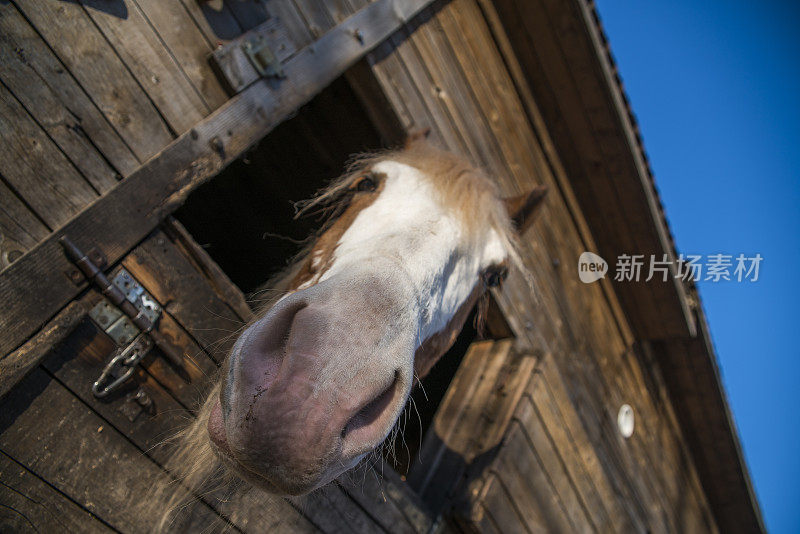 马对着镜头。特写视图