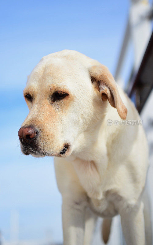 一条船上的拉布拉多寻回犬