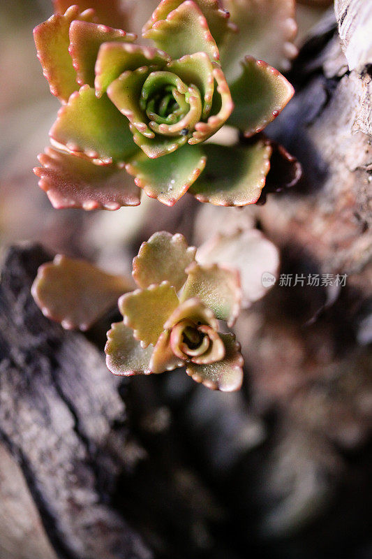 森林植物特写