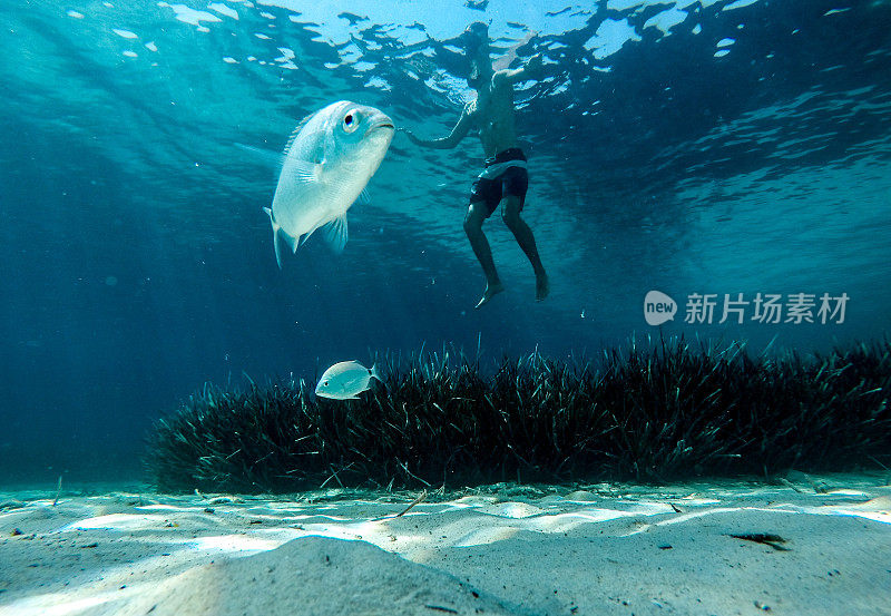 和鱼儿在清澈的海洋里畅游