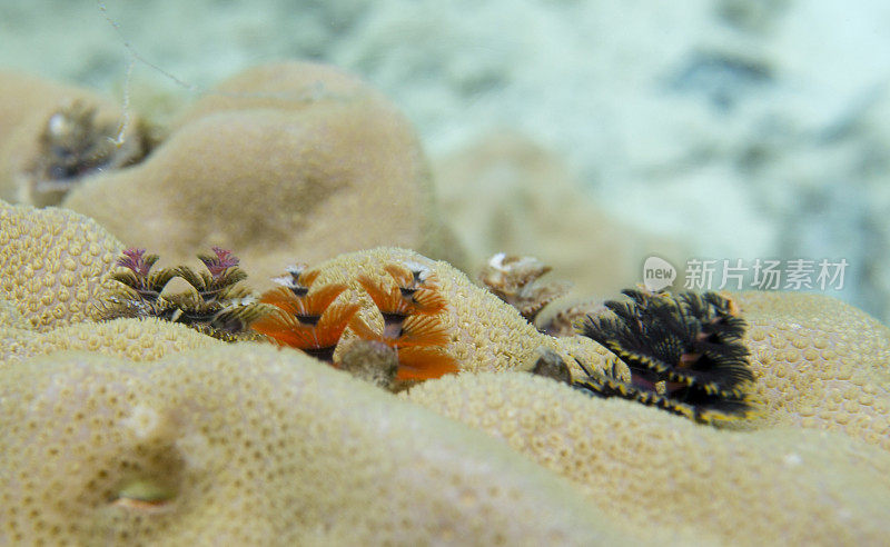 印度尼西亚，珊瑚上的圣诞虫