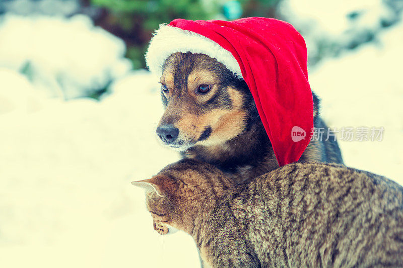 戴着圣诞帽的狗狗和小猫坐在外面的雪地里
