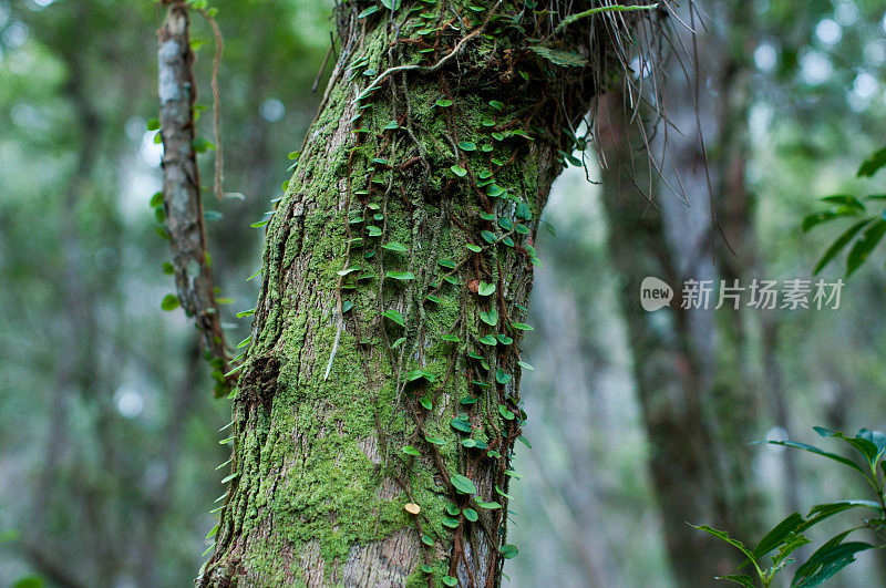 巴西森林里长满苔藓的树