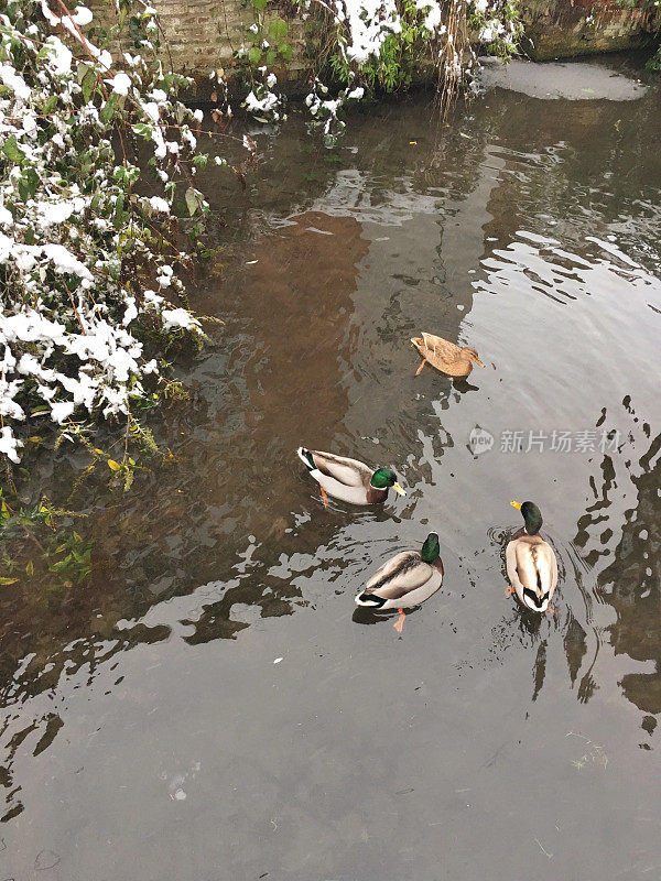 鸭子在小溪中游泳，牛津郡，英国