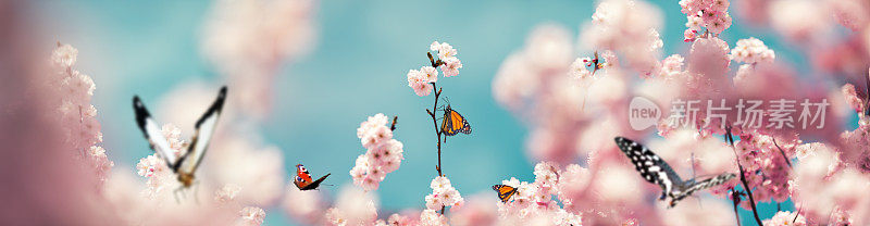 五颜六色的蝴蝶在樱桃树上