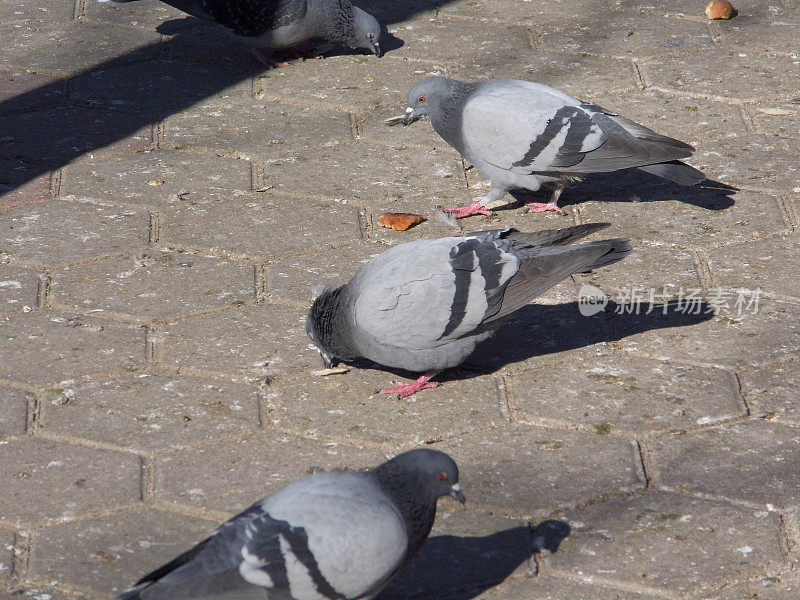 数百只鸽子在城市广场觅食，鸽子的风景画，