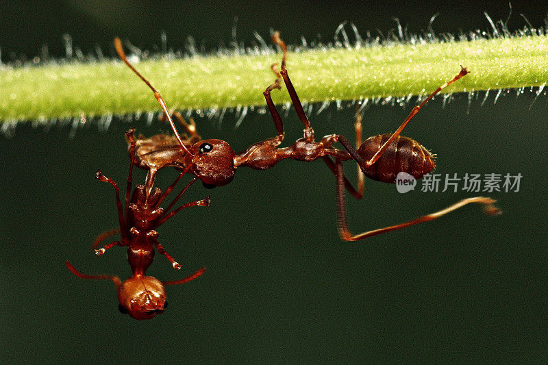 靠近一只蚂蚁用嘴叼着另一只蚂蚁。