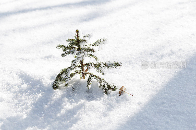 小云杉树苗在新鲜的粉末雪