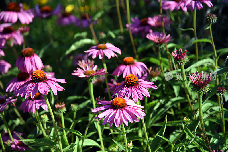 紫锥菊(松果菊)