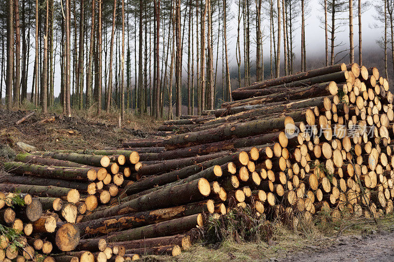 木材由林业委员会成堆堆放的树干在木材中出售