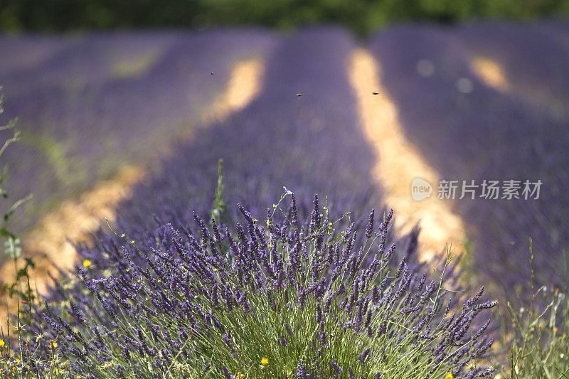 薰衣草和蜜蜂