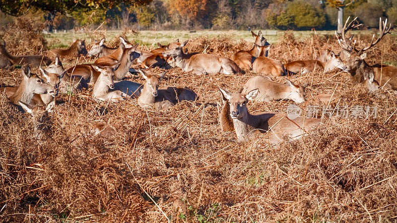 一群红鹿在茂密的公园的干草上休息