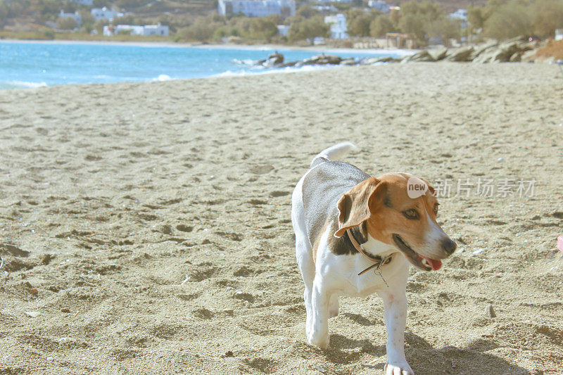 海边的小猎犬