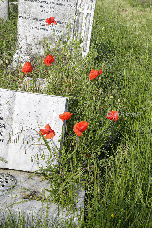 公墓自然地保存着玉米或佛兰德斯罂粟花、罂粟