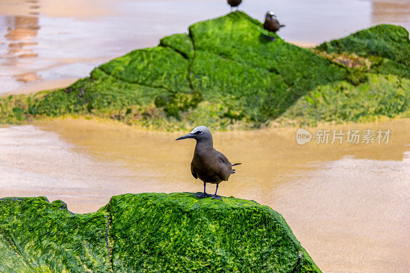 鸟儿在海滩的岩石上休息。