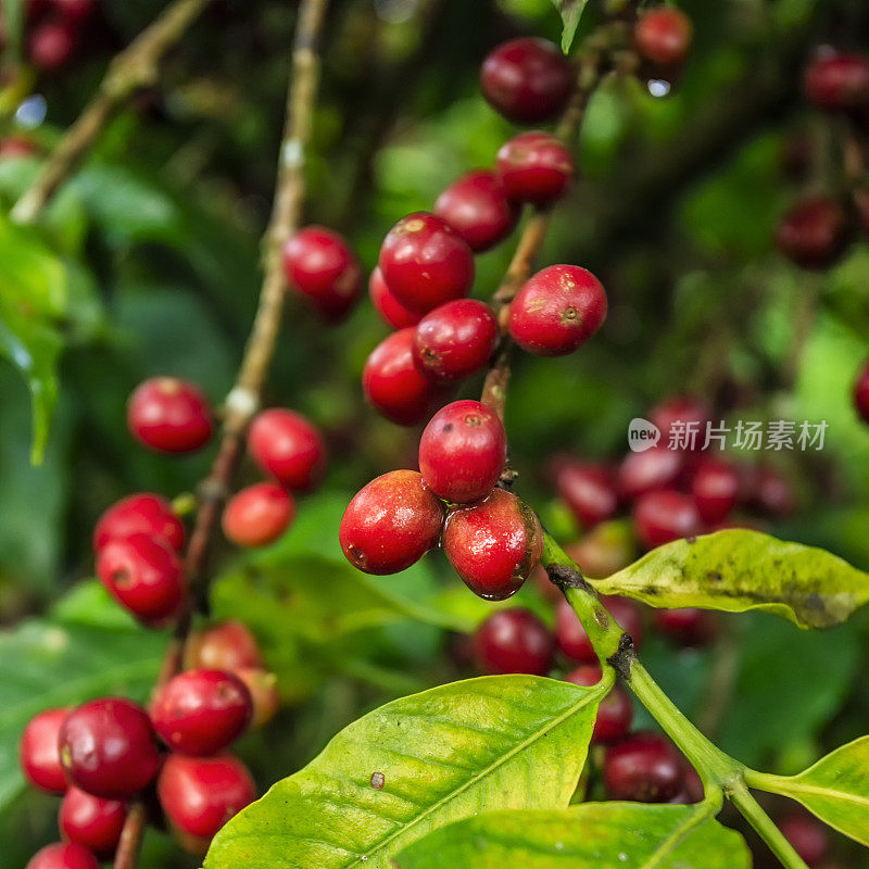 东非埃塞俄比亚种植园的咖啡樱桃特写