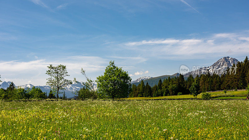 奥地利阿尔卑斯山野湖附近的野花草地