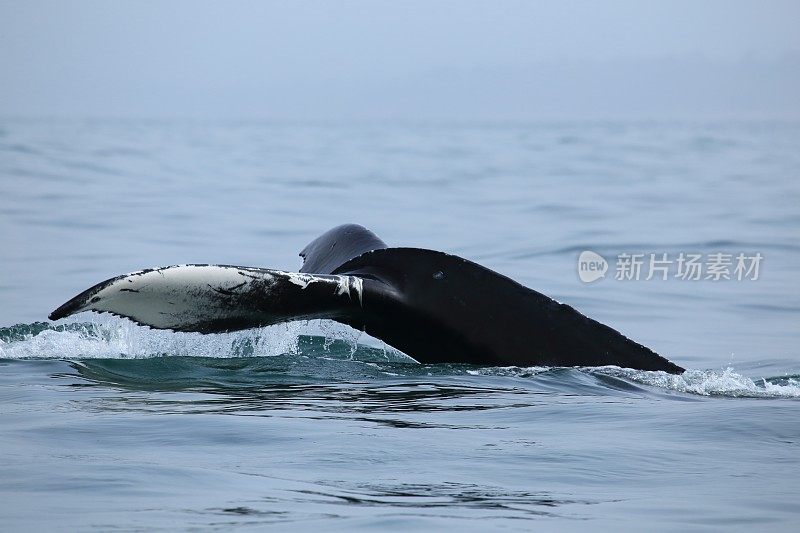 座头鲸潜水