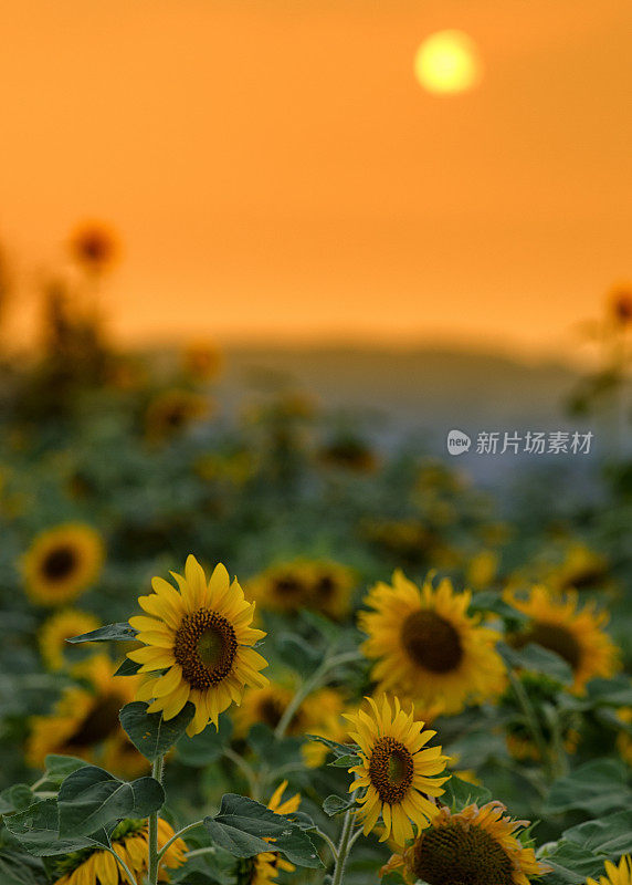 夕阳下的向日葵田