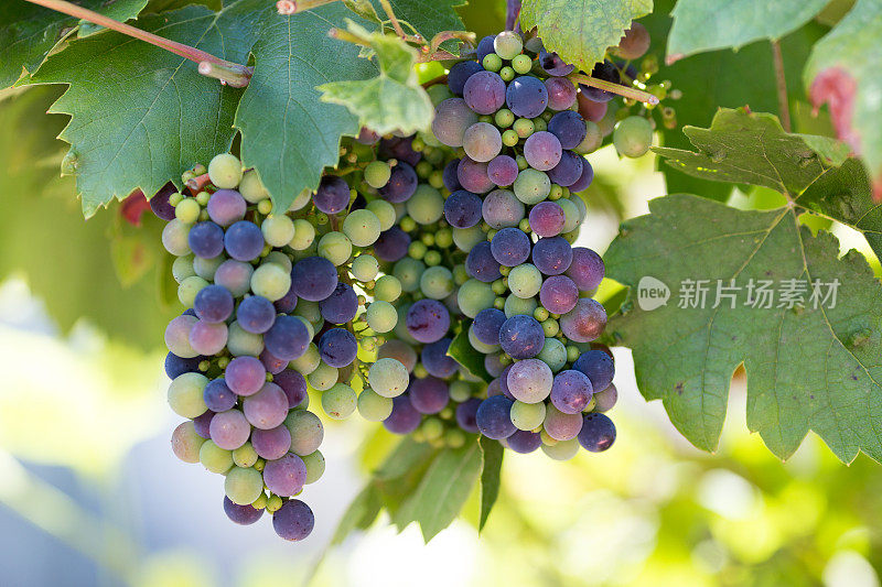 葡萄园里未成熟的红葡萄