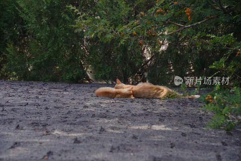 猫在屋顶上晒太阳