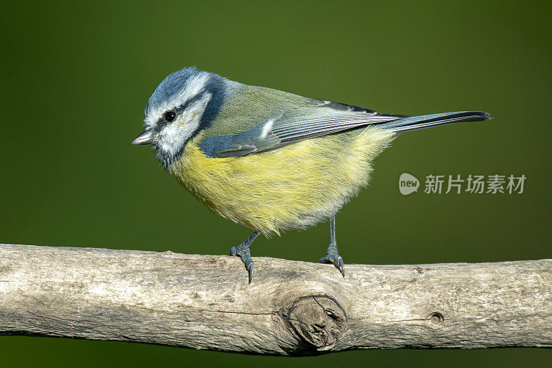 蓝山雀(青翠鸟)