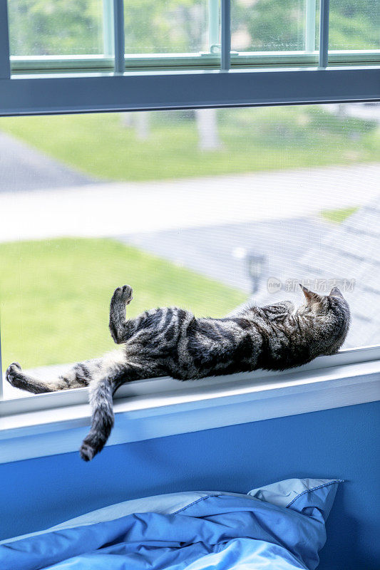 颠倒的猫在卧室窗户里玩耍