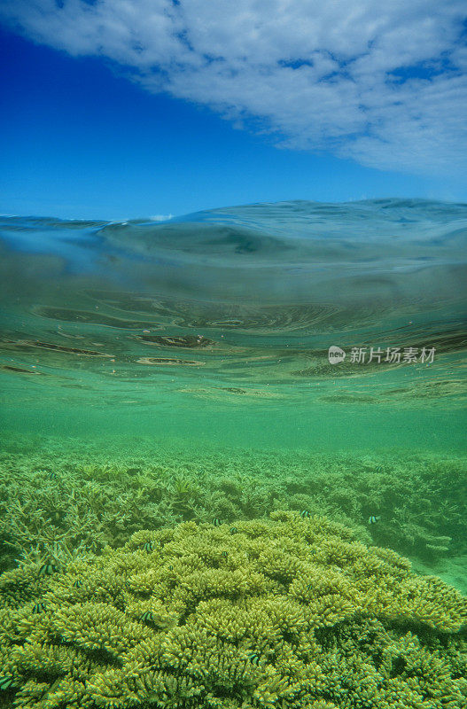 珊瑚礁，印度洋，留尼旺岛