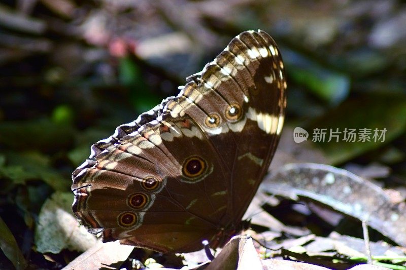 森林里美丽的蝴蝶