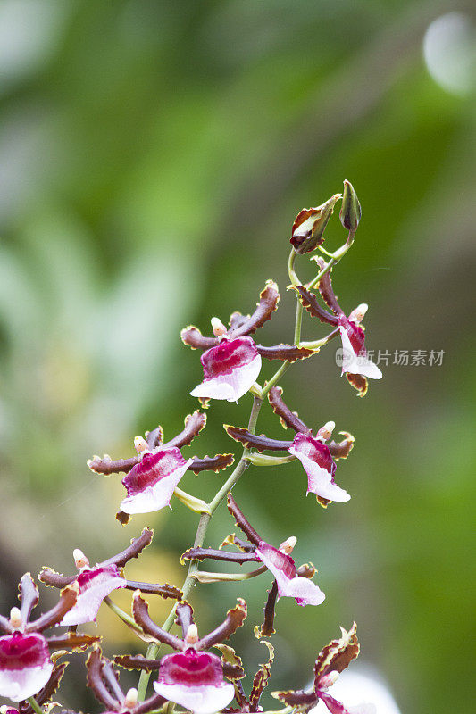 兰花盛开在植物上的特写