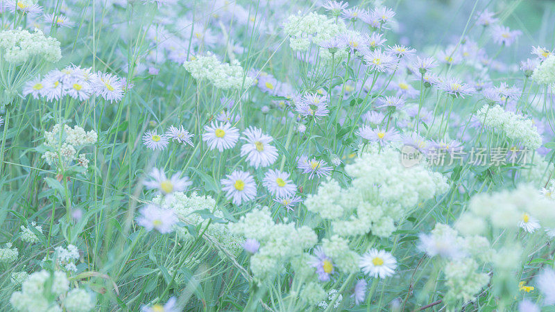 野花雏菊软花背景自然纹理层