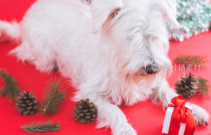 雪纳瑞犬圣诞节