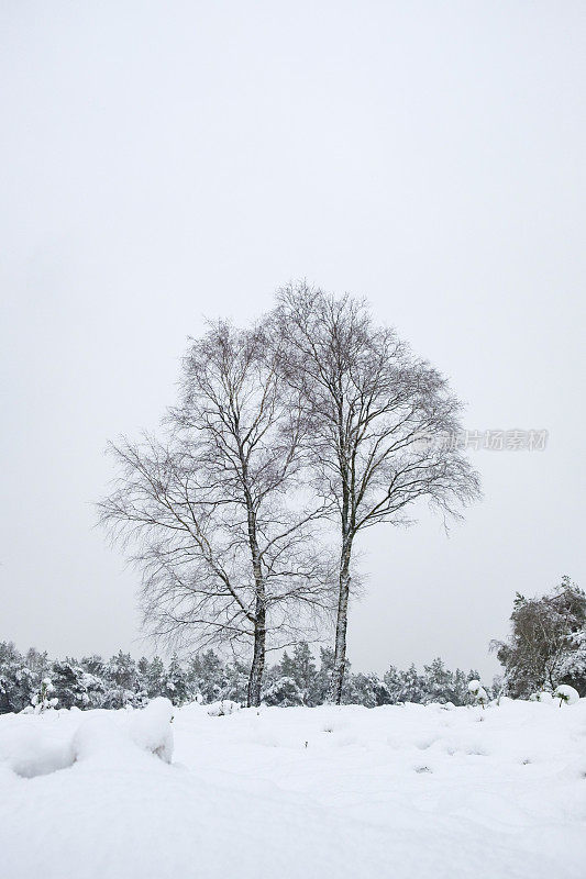 雪景在寒冷的冬日里与新鲜的雪