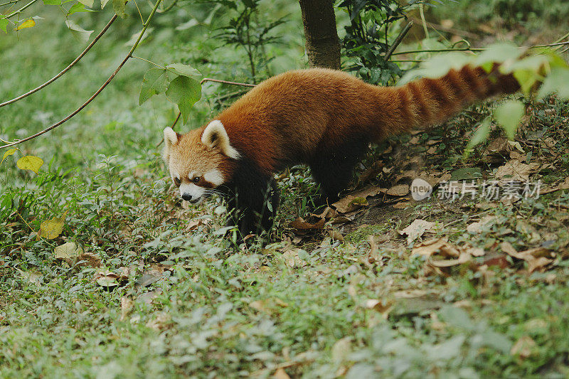 小熊猫走在绿色的草地上