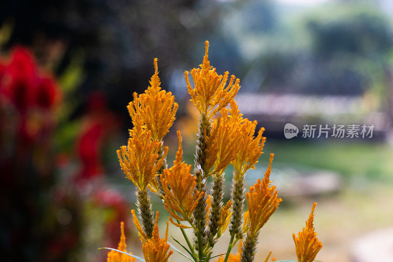 黄花苋科。Celosia羽毛状的植物。夏天花坛里的开花植物。