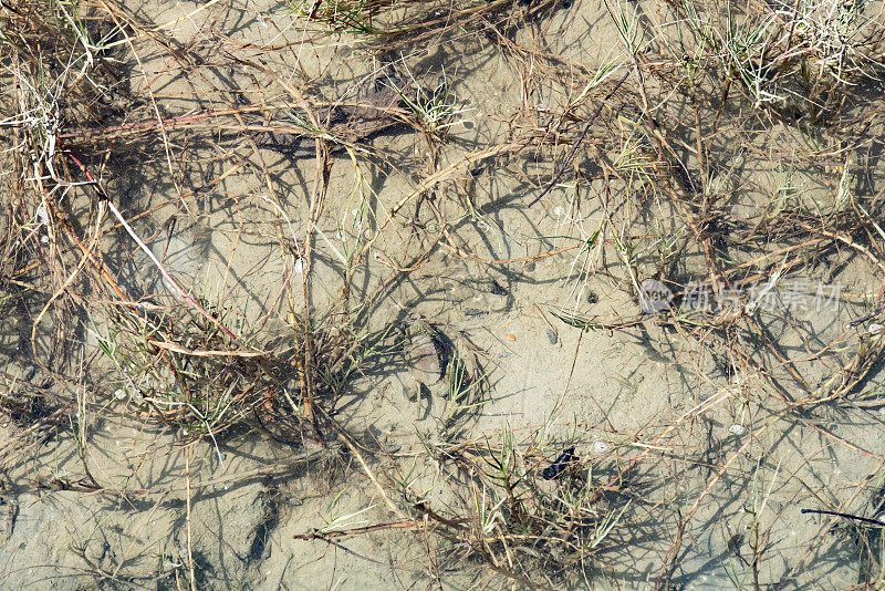 Pakarang海滩上稀疏的马兰草