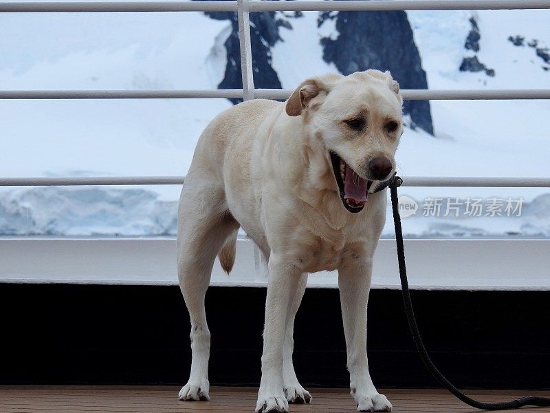 船上甲板上的拉布拉多寻回犬