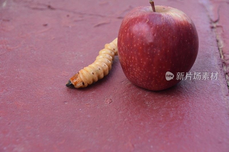 虫子从苹果里钻出来