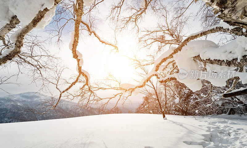 山上的树枝覆盖着雪