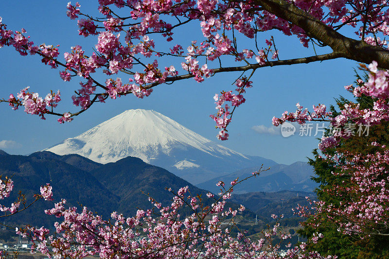 富士山和樱花