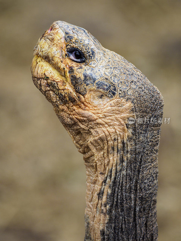 加拉帕戈斯巨龟的头
