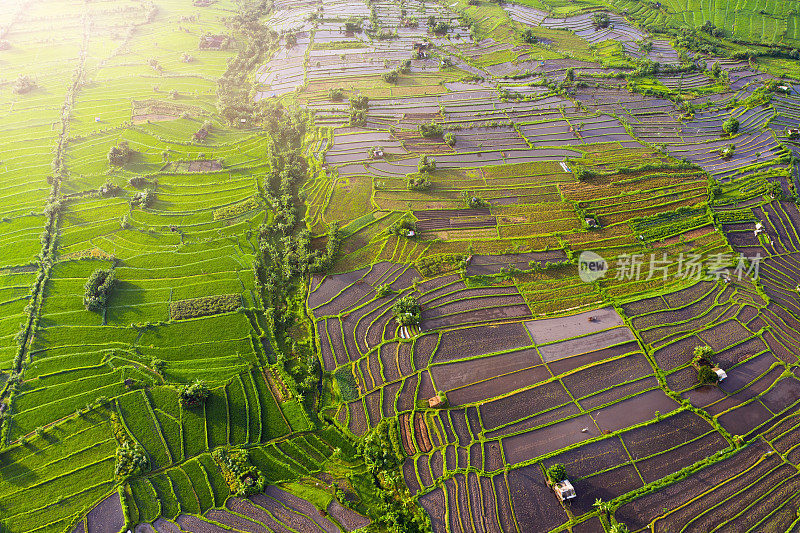 巴厘岛的梯田